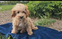 Oscar, a male Cavapoo for sale in New Paris, IN – Photo 6 of 7