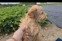 Oscar, a male Cavapoo for sale in New Paris, IN – Photo 7 of 7
