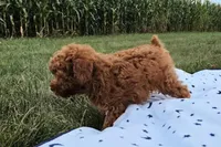 Drew, a male Poodle - Toy  for sale in New Paris, IN – Photo 10 of 10