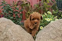 Drew, a male Poodle - Toy  for sale in New Paris, IN – Photo 4 of 10