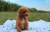 Drew, a male Poodle - Toy  for sale in New Paris, IN – Photo 9 of 10