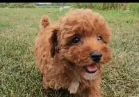 Drew, a male Poodle - Toy  for sale in New Paris, IN – Photo 8 of 10