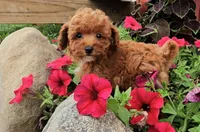 Drew, a male Poodle - Toy  for sale in New Paris, IN – Photo 1 of 10