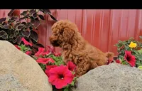 Drew, a male Poodle - Toy  for sale in New Paris, IN – Photo 5 of 10