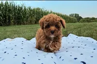 Drew, a male Poodle - Toy  for sale in New Paris, IN – Photo 6 of 10