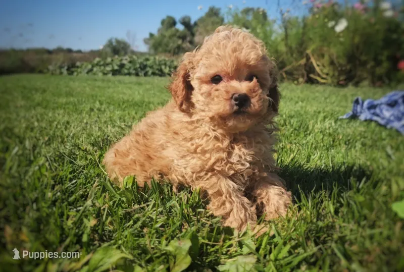 Max – Poodle - Miniature  puppy for sale in New Paris, IN