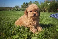 Max, a male Poodle - Miniature  for sale in New Paris, IN – 1 of 1