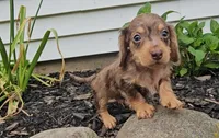 Shortstack, a male Miniature Dachshund for sale in New Paris, IN – 2 of 4
