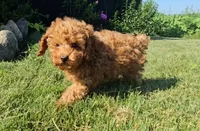 Scout, a male Poodle - Miniature  for sale in New Paris, IN – 3 of 3