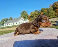 Beth, a female Miniature Dachshund for sale in New Paris, IN – Photo 2 of 9