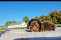 Beth, a female Miniature Dachshund for sale in New Paris, IN – Photo 1 of 9