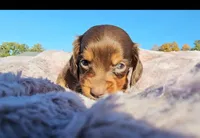 Beth, a female Miniature Dachshund for sale in New Paris, IN – Photo 9 of 9