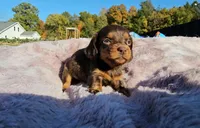 Beth, a female Miniature Dachshund for sale in New Paris, IN – Photo 8 of 9