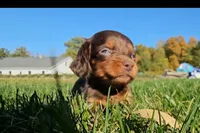 Beth, a female Miniature Dachshund for sale in New Paris, IN – Photo 6 of 9