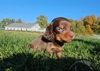 Beth, a female Miniature Dachshund for sale in New Paris, IN – Photo 7 of 9