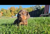 Beth, a female Miniature Dachshund for sale in New Paris, IN – Photo 3 of 9
