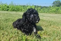 Milo, a male Poodle - Miniature  for sale in New Paris, IN – 3 of 3