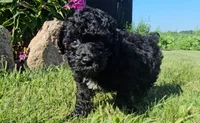 Milo, a male Poodle - Miniature  for sale in New Paris, IN – 2 of 3