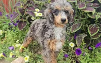 Polly, a female Poodle - Miniature  for sale in New Paris, IN – Photo 1 of 9