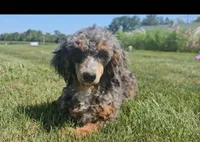 Polly, a female Poodle - Miniature  for sale in New Paris, IN – Photo 3 of 9