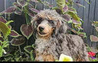 Polly, a female Poodle - Miniature  for sale in New Paris, IN – Photo 6 of 9
