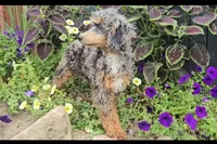 Polly, a female Poodle - Miniature  for sale in New Paris, IN – Photo 8 of 9