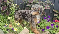 Polly, a female Poodle - Miniature  for sale in New Paris, IN – Photo 4 of 9