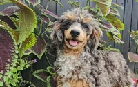 Polly, a female Poodle - Miniature  for sale in New Paris, IN – Photo 2 of 9
