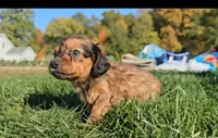 Kip, a male Miniature Dachshund for sale in New Paris, IN – Photo 1 of 9