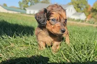 Kip, a male Miniature Dachshund for sale in New Paris, IN – Photo 5 of 9