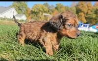 Kip, a male Miniature Dachshund for sale in New Paris, IN – Photo 6 of 9