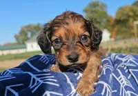Kip, a male Miniature Dachshund for sale in New Paris, IN – Photo 4 of 9