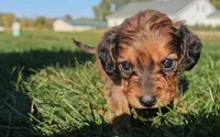 Kip, a male Miniature Dachshund for sale in New Paris, IN – Photo 2 of 9