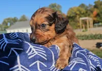 Kip, a male Miniature Dachshund for sale in New Paris, IN – Photo 9 of 9