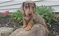 Sunne, a male Miniature Dachshund for sale in New Paris, IN – 1 of 4