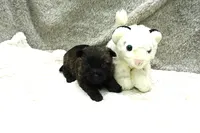 Faye, a female Cairn Terrier for sale in West Plains, MO – 3 of 3