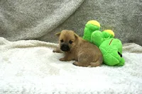 Ian, a male Cairn Terrier for sale in West Plains, MO – 3 of 3
