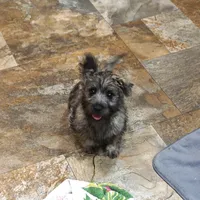 Chase, a male Cairn Terrier for sale in West Plains, MO – Photo 3 of 3