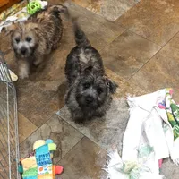 Chase, a male Cairn Terrier for sale in West Plains, MO – Photo 2 of 3