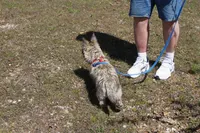 Chase, a male Cairn Terrier for sale in West Plains, MO – 2 of 3
