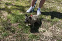 Chase, a male Cairn Terrier for sale in West Plains, MO – 3 of 3