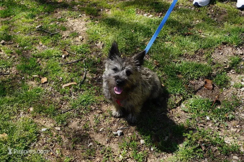 Chase – Cairn Terrier puppy for sale in West Plains, MO