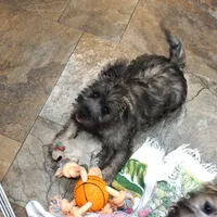 Chase, a male Cairn Terrier for sale in West Plains, MO – Photo 1 of 3