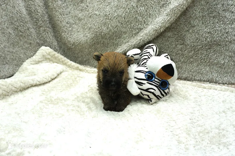 Finn – Cairn Terrier puppy for sale in West Plains, MO