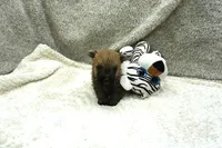 Finn, a male Cairn Terrier for sale in West Plains, MO – 1 of 3
