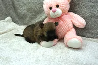 Faith, a female Cairn Terrier for sale in West Plains, MO – 3 of 3