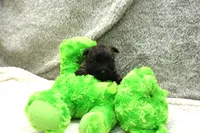 Felicity, a female Cairn Terrier for sale in West Plains, MO – 3 of 3