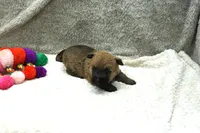 Freesia, a female Cairn Terrier for sale in West Plains, MO – 2 of 3