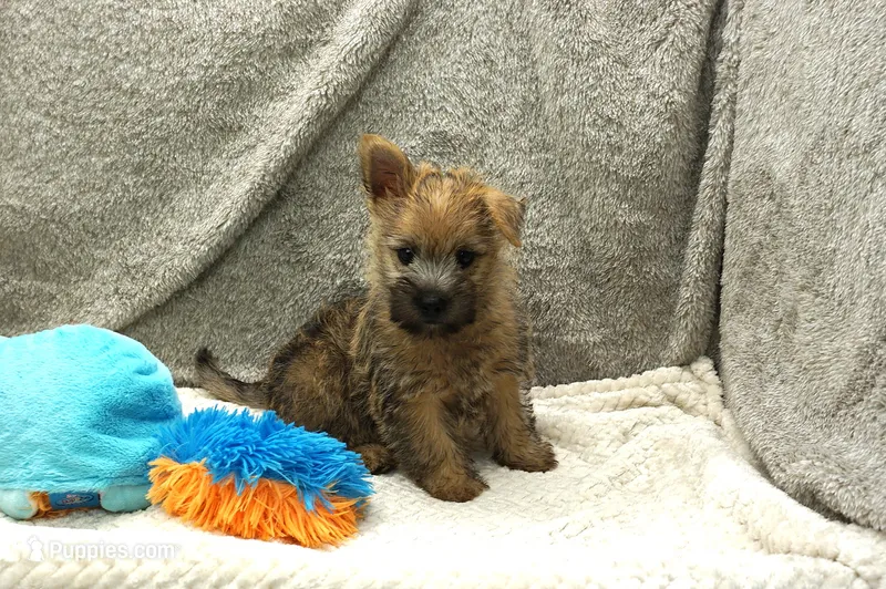 Isaac – Cairn Terrier puppy for sale in West Plains, MO
