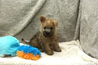 Isaac, a male Cairn Terrier for sale in West Plains, MO – 1 of 3
